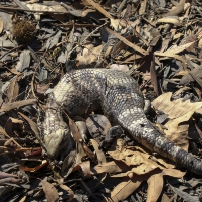 Tiliqua scincoides scincoides (Eastern Blue-tongue) at Belconnen, ACT - 27 Mar 2018 by AlisonMilton