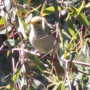 Ptilotula penicillata at Bruce, ACT - 27 Mar 2018