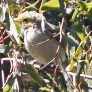 Ptilotula penicillata at Bruce, ACT - 27 Mar 2018