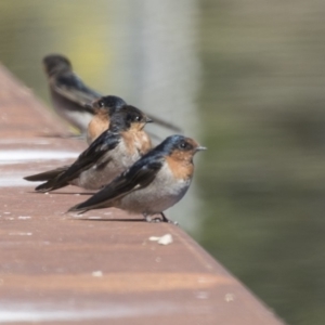 Hirundo neoxena at Belconnen, ACT - 27 Mar 2018