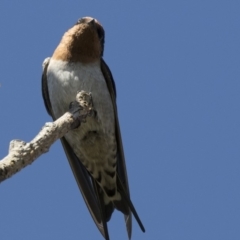 Hirundo neoxena at Belconnen, ACT - 27 Mar 2018