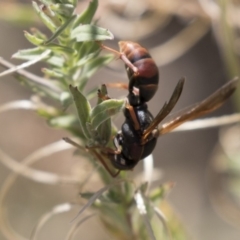 Polistes (Polistella) humilis (Common Paper Wasp) at Belconnen, ACT - 27 Mar 2018 by AlisonMilton