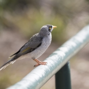 Manorina melanocephala at Belconnen, ACT - 27 Mar 2018