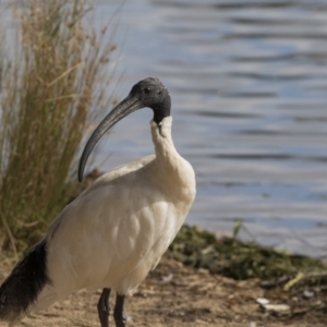 Threskiornis molucca at Belconnen, ACT - 27 Mar 2018