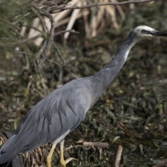 Egretta novaehollandiae (White-faced Heron) at Belconnen, ACT - 27 Mar 2018 by Alison Milton