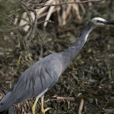 Egretta novaehollandiae (White-faced Heron) at Belconnen, ACT - 27 Mar 2018 by AlisonMilton