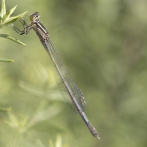 Ischnura heterosticta at Belconnen, ACT - 27 Mar 2018