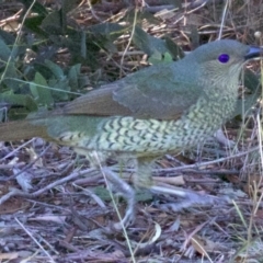 Ptilonorhynchus violaceus (Satin Bowerbird) at Campbell, ACT - 29 Mar 2018 by jb2602