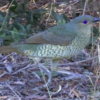 Ptilonorhynchus violaceus (Satin Bowerbird) at Campbell, ACT - 29 Mar 2018 by jb2602