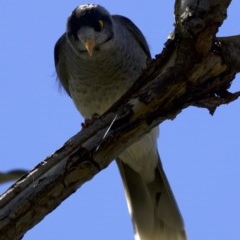 Manorina melanocephala (Noisy Miner) at Campbell, ACT - 29 Mar 2018 by jbromilow50