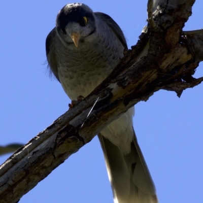 Manorina melanocephala (Noisy Miner) at Campbell, ACT - 29 Mar 2018 by jb2602