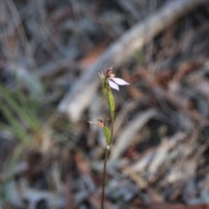 Eriochilus cucullatus at Canberra Central, ACT - suppressed