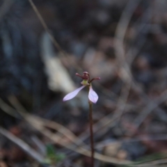 Eriochilus cucullatus (Parson's Bands) at Canberra Central, ACT - 28 Mar 2018 by petersan