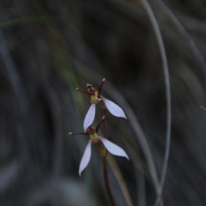 Eriochilus cucullatus at Canberra Central, ACT - suppressed