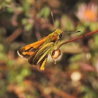 Ocybadistes walkeri (Green Grass-dart) at Wanniassa, ACT - 29 Mar 2018 by JohnBundock