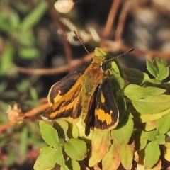 Ocybadistes walkeri at Wanniassa, ACT - 29 Mar 2018 11:06 AM