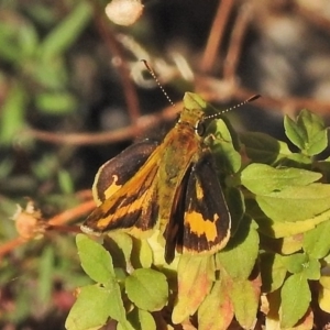 Ocybadistes walkeri at Wanniassa, ACT - 29 Mar 2018 11:06 AM