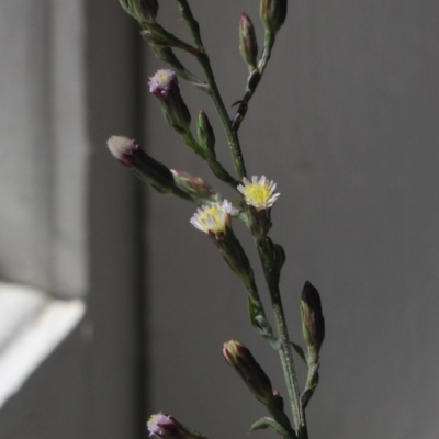 Symphyotrichum subulatum (Wild Aster, Bushy Starwort) at MTR591 at Gundaroo - 29 Mar 2018 by MaartjeSevenster