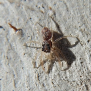 Salticidae (family) at Gungahlin, ACT - 27 Mar 2018