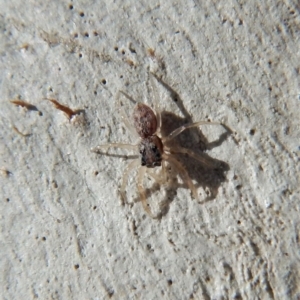 Salticidae (family) at Gungahlin, ACT - 27 Mar 2018