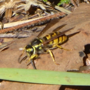 Vespula germanica at Cotter River, ACT - 29 Mar 2018