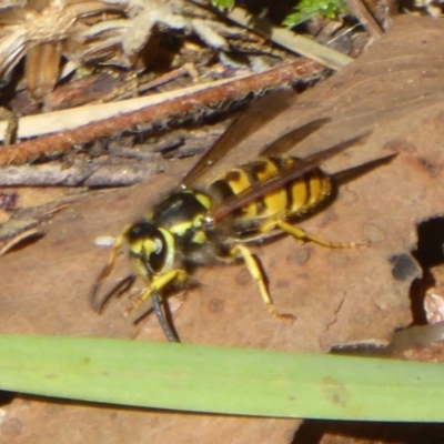 Vespula germanica (European wasp) at Cotter River, ACT - 29 Mar 2018 by Christine
