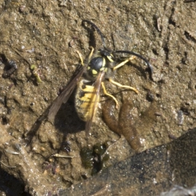 Vespula germanica (European Wasp, German Yellowjacket Wasp) at Belconnen, ACT - 29 Mar 2018 by AlisonMilton