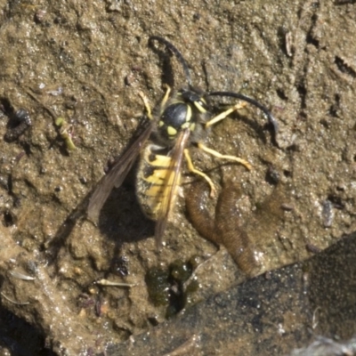 Vespula germanica (European wasp) at Belconnen, ACT - 29 Mar 2018 by AlisonMilton