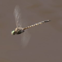 Hemicordulia australiae (Australian Emerald) at Lake Ginninderra - 29 Mar 2018 by Alison Milton