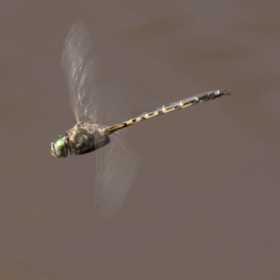 Hemicordulia australiae (Australian Emerald) at Belconnen, ACT - 29 Mar 2018 by Alison Milton