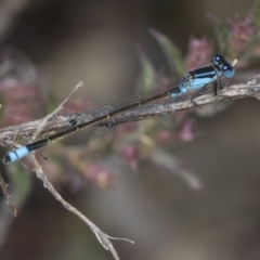 Ischnura heterosticta (Common Bluetail Damselfly) at Lake Ginninderra - 29 Mar 2018 by Alison Milton