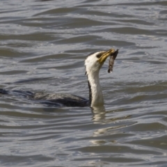 Microcarbo melanoleucos (Little Pied Cormorant) at Belconnen, ACT - 29 Mar 2018 by Alison Milton