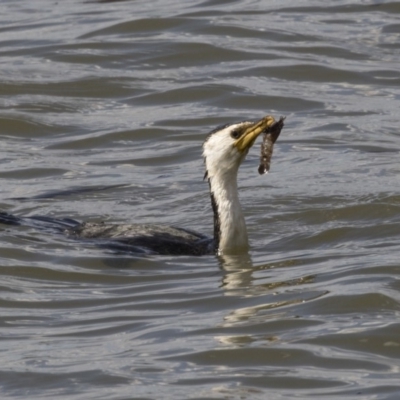 Microcarbo melanoleucos (Little Pied Cormorant) at Belconnen, ACT - 29 Mar 2018 by AlisonMilton