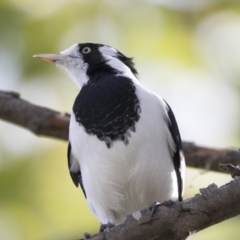 Grallina cyanoleuca (Magpie-lark) at Belconnen, ACT - 29 Mar 2018 by AlisonMilton