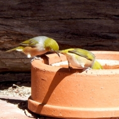 Zosterops lateralis (Silvereye) at Aranda, ACT - 29 Mar 2018 by KMcCue