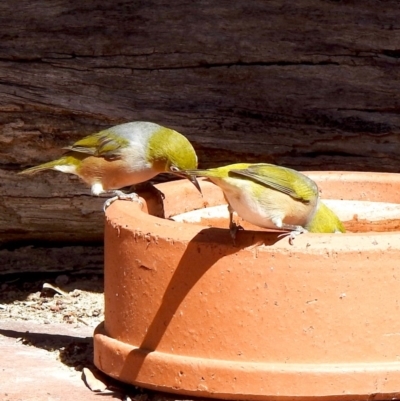 Zosterops lateralis (Silvereye) at Aranda, ACT - 29 Mar 2018 by KMcCue