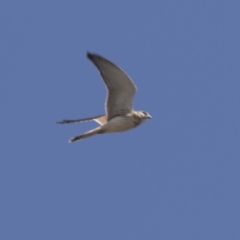 Falco cenchroides (Nankeen Kestrel) at Higgins, ACT - 28 Mar 2018 by AlisonMilton