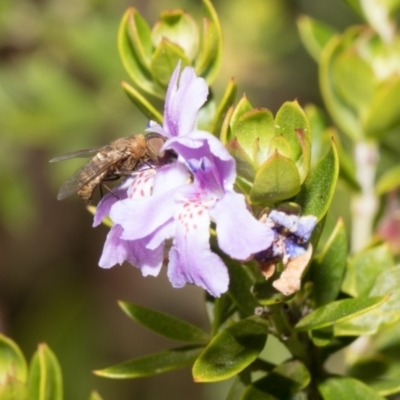 Bombyliidae (family) (Unidentified Bee fly) at Higgins, ACT - 29 Mar 2018 by AlisonMilton