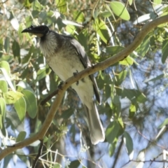 Philemon corniculatus (Noisy Friarbird) at Holt, ACT - 28 Mar 2018 by Alison Milton