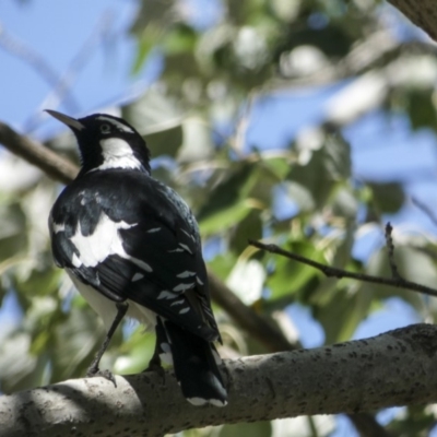 Grallina cyanoleuca (Magpie-lark) at Holt, ACT - 28 Mar 2018 by Alison Milton