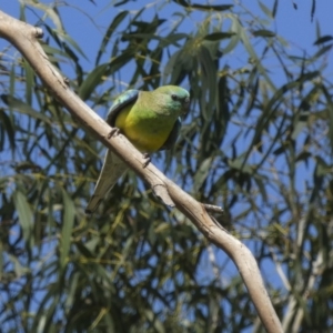 Psephotus haematonotus at Holt, ACT - 28 Mar 2018