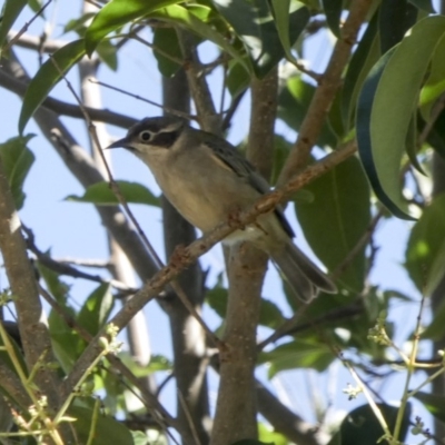 Melithreptus brevirostris (Brown-headed Honeyeater) at Higgins, ACT - 28 Mar 2018 by AlisonMilton