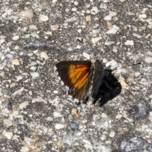 Lucia limbaria at Higgins, ACT - 28 Mar 2018 11:48 AM