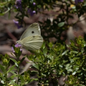 Pieris rapae at Higgins, ACT - 29 Mar 2018 12:00 AM