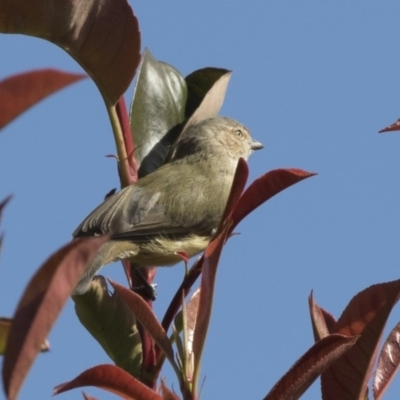 Smicrornis brevirostris (Weebill) at Higgins, ACT - 28 Mar 2018 by Alison Milton