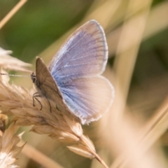 Zizina otis (Common Grass-Blue) at Brindabella, NSW - 4 Feb 2018 by SWishart