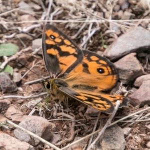 Heteronympha penelope at Brindabella, ACT - 4 Feb 2018