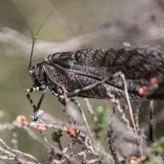 Acripeza reticulata (Mountain Katydid) at Cotter River, ACT - 4 Feb 2018 by SWishart