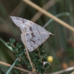 Taxeotis stereospila (Oval-spot Taxeotis (Oenochrominae) at Cotter River, ACT - 4 Feb 2018 by SWishart
