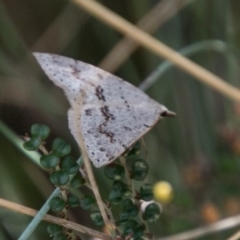 Taxeotis stereospila (Taxeotis stereospila) at Cotter River, ACT - 4 Feb 2018 by SWishart